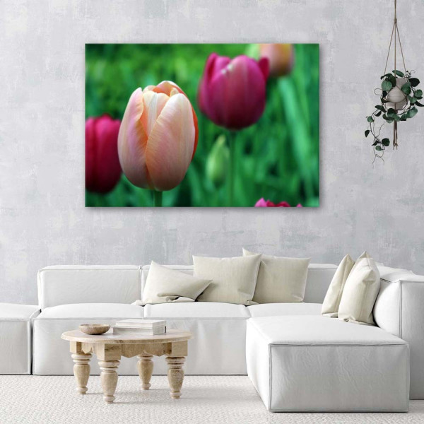 Feeby Obraz na płótnie Różowe tulipany 60x40