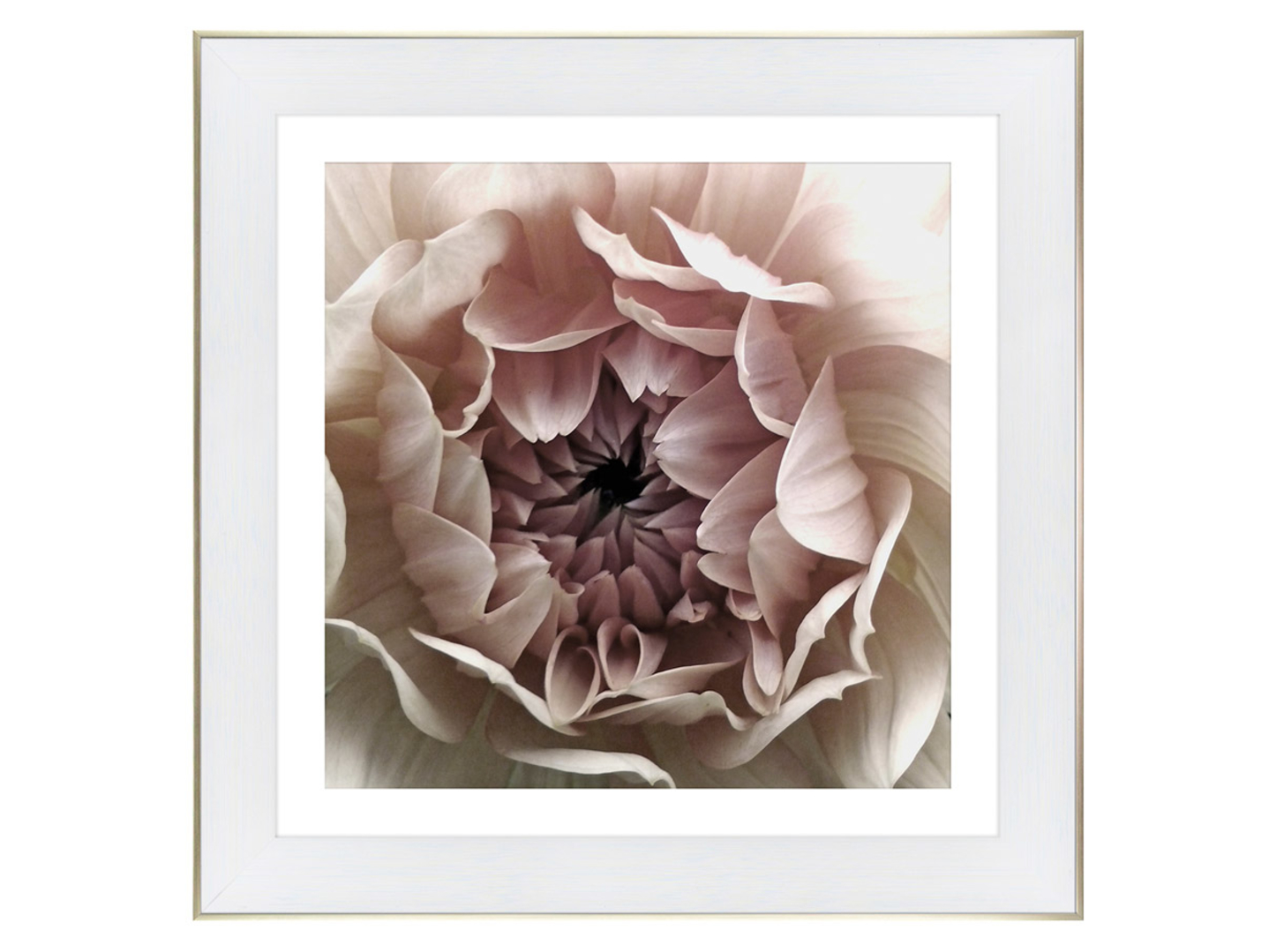Obraz Biała Dalia 70x70 cm