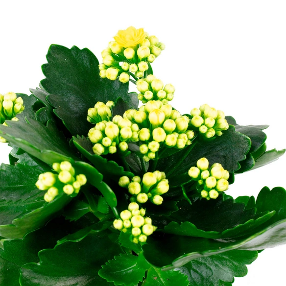 Flammendes Kaethchen, Kalanchoe blossfeldiana »Calandiva«, Blütenfarbe: gelb