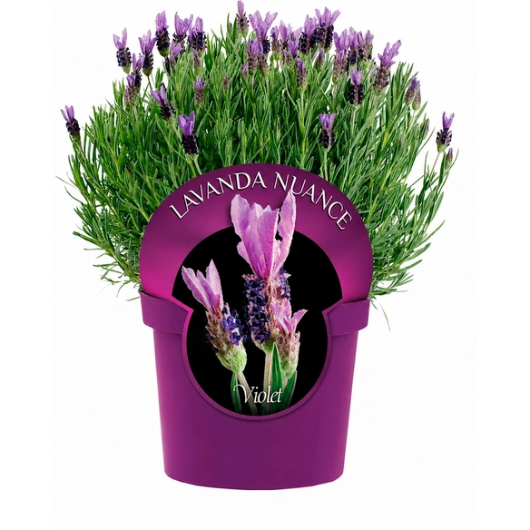 Schopf-Lavendel »Lavandula stoechas Nuance«, violett