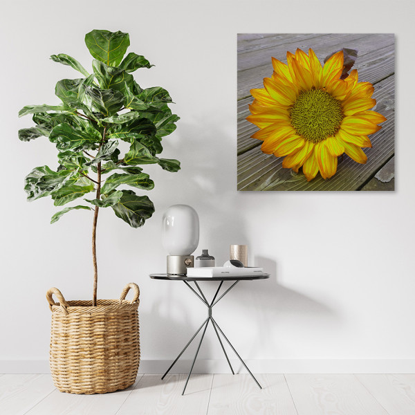 Feeby Obraz na płótnie, Żółty słonecznik 30x30