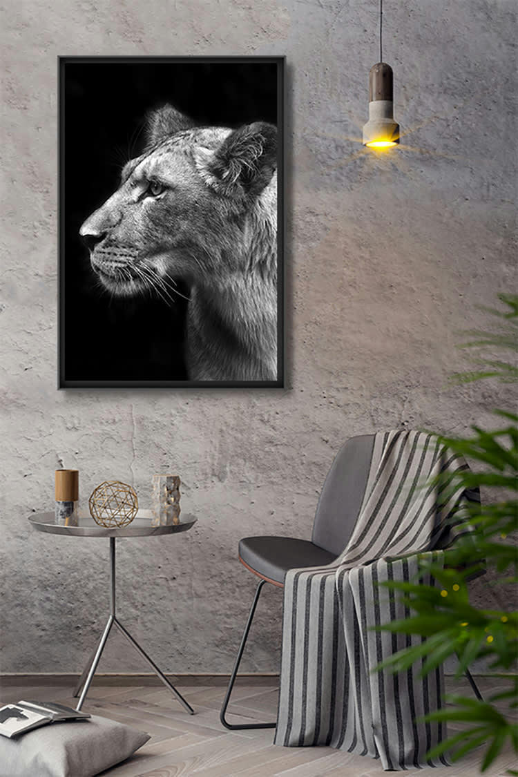 LIONNE SCRUTEUSE - Photographie d'art de Guillaume Mordacq  60x90 cm sur plexi
