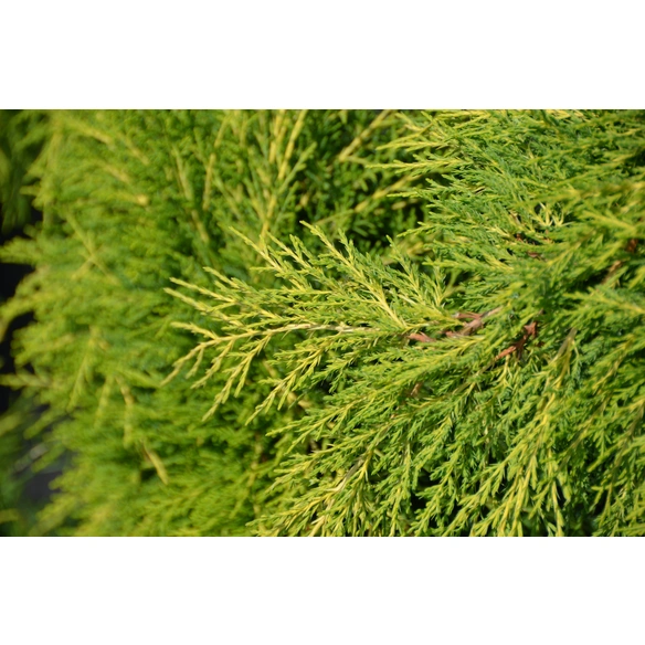 Gelber Strauchwacholder, Juniperus Media »Old Gold«, winterhart