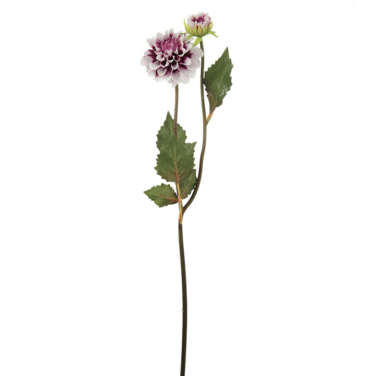 ANDREAS - Dahlia Andreas H50cm