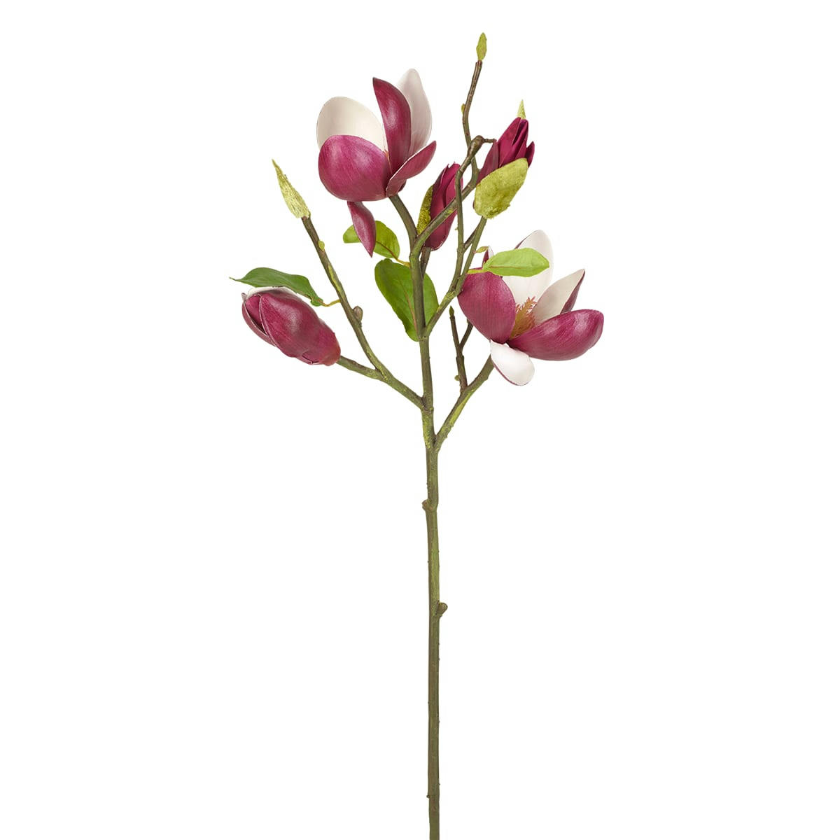 - Magnolia en bourgeons H50cm