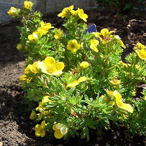 2 x Potentille arbustive 'Kobold' - Potentilla fruticosa 'Kobold'- 50-60 cm pot