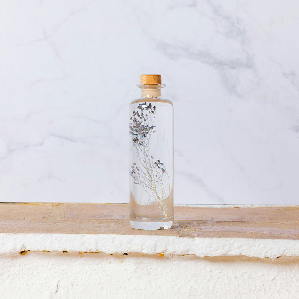 HERBARIUM DE THEOPHILE - Plante immergée Broom bleu