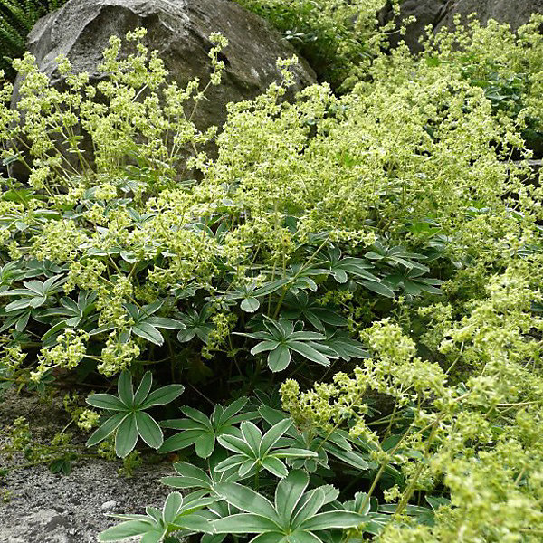6 x Alchémille des Alpes - Alchemilla alpina- godet 9cm x 9cm