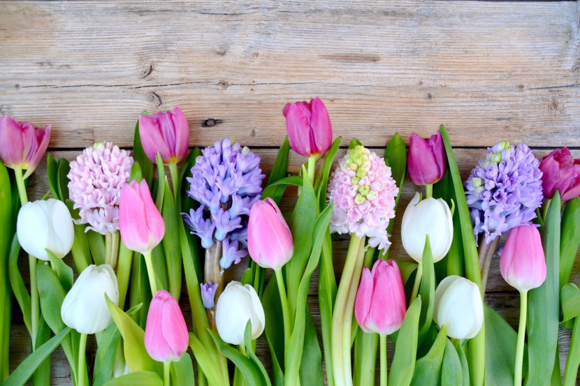 Fototapeta Ścienna KWIATY Tulipany Wzór 3D 90x60cm