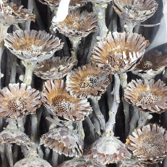 Trockenblumen