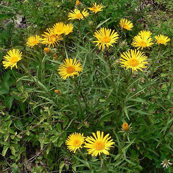 6 x Aunée à feuilles récurvées - Inula ensifolia- godet 9cm x 9cm