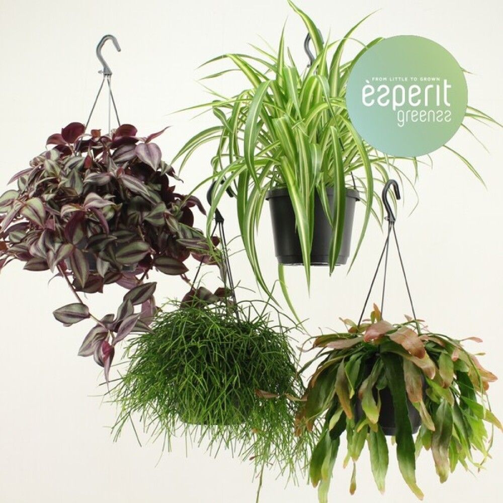 GRØNNE PLANTER AMPEL 17 CM