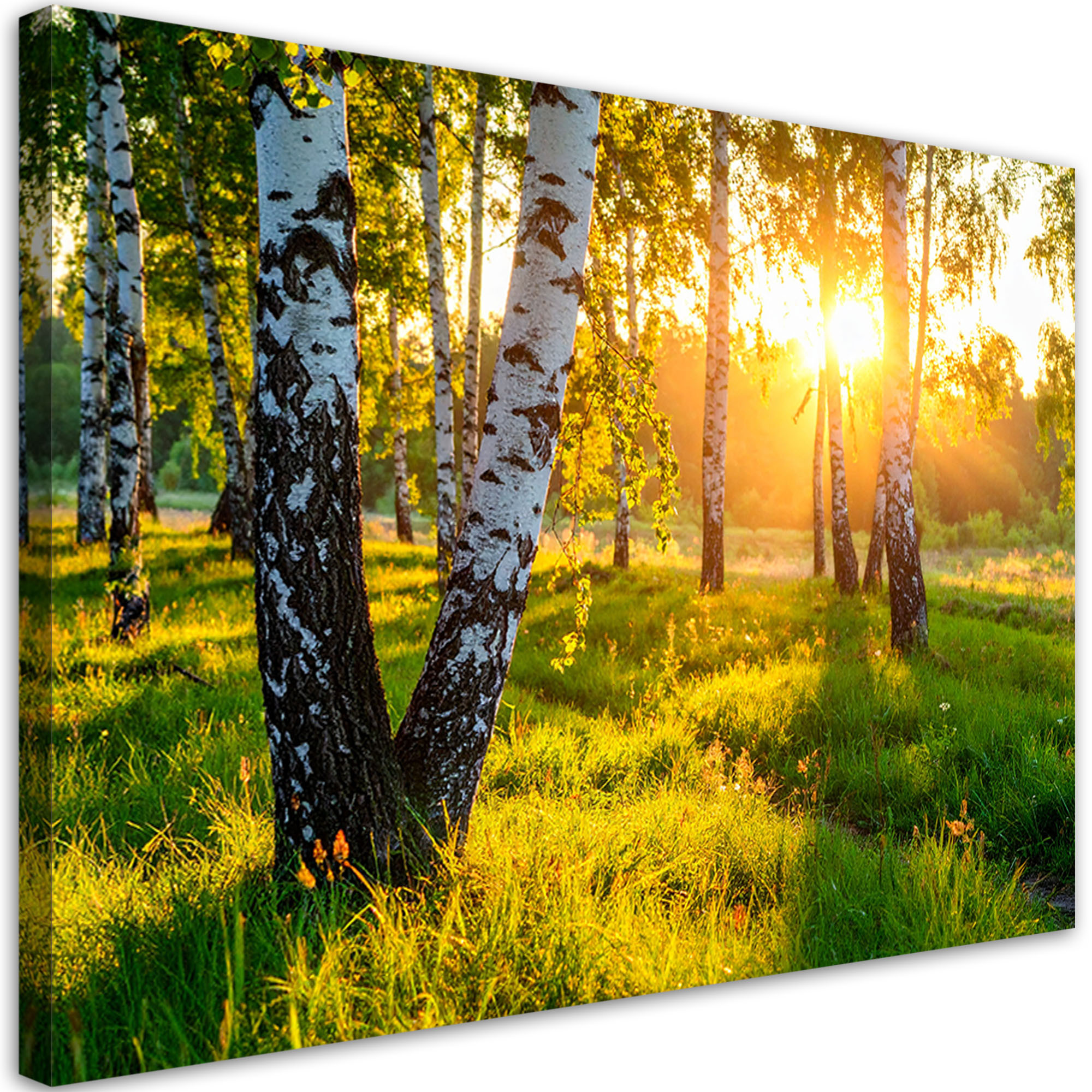 Obraz do salonu sypialni biura, Brzozowy las natura pejzaż 30x20