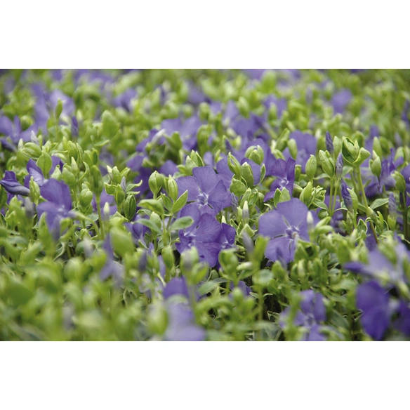 Kleines Immergrün, Vinca minor »Ralph Shugert«, Blattfarbe: weiß/grün, Blüte: blau