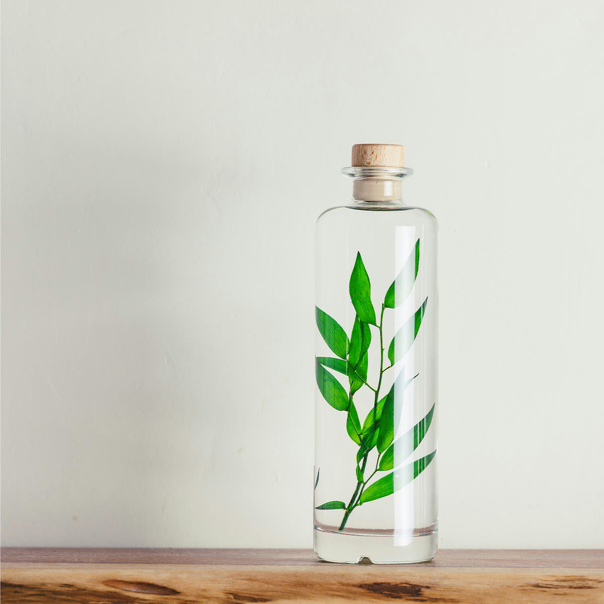 HERBARIUM DE THEOPHILE - Plante immergée Ruscus vert