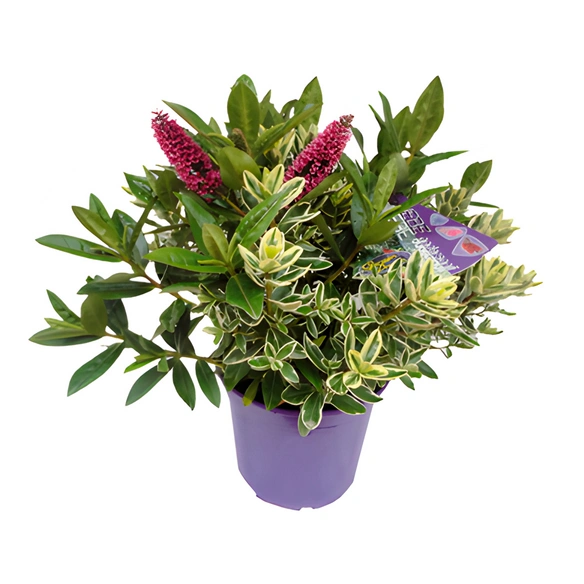 Strauchveronika, Hebe andersonii »Twin«, max. Wuchshöhe: 50 cm, Blüte: zweifarbig
