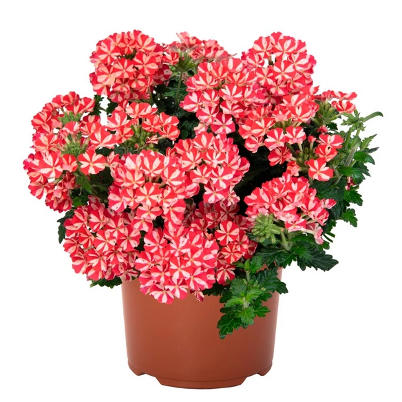 Beet & Balkonpflanze »Beet- und Balkonmix Red Star«, Beet-Balkonpflanze, max. 35 cm