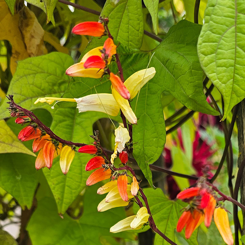 Spanska flaggan Mina lobata