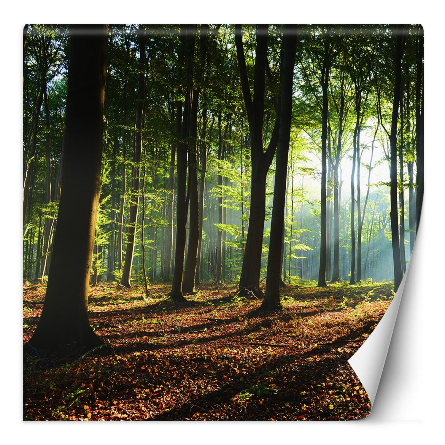 Feeby Fototapeta, Las drzewa promienie słońca natura 100x100