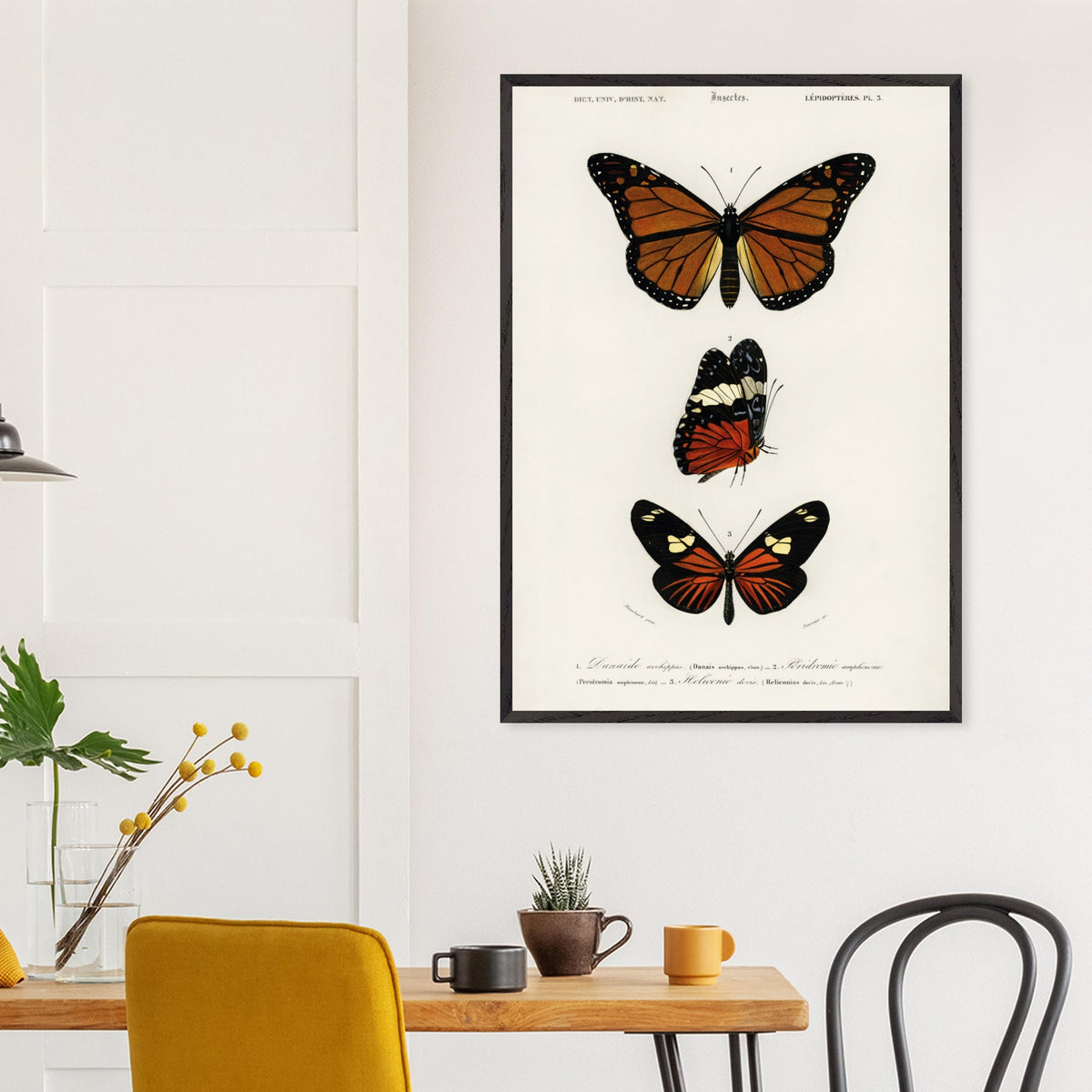 Artfulprints Poster Charles Dessalines d'Orbigny - Butterfly  - 70x100 cm - Bruin