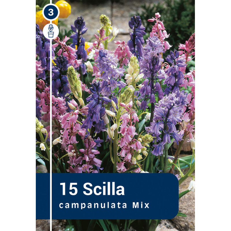 Bulbes de Scilla Campanulata Mix 15 pièces