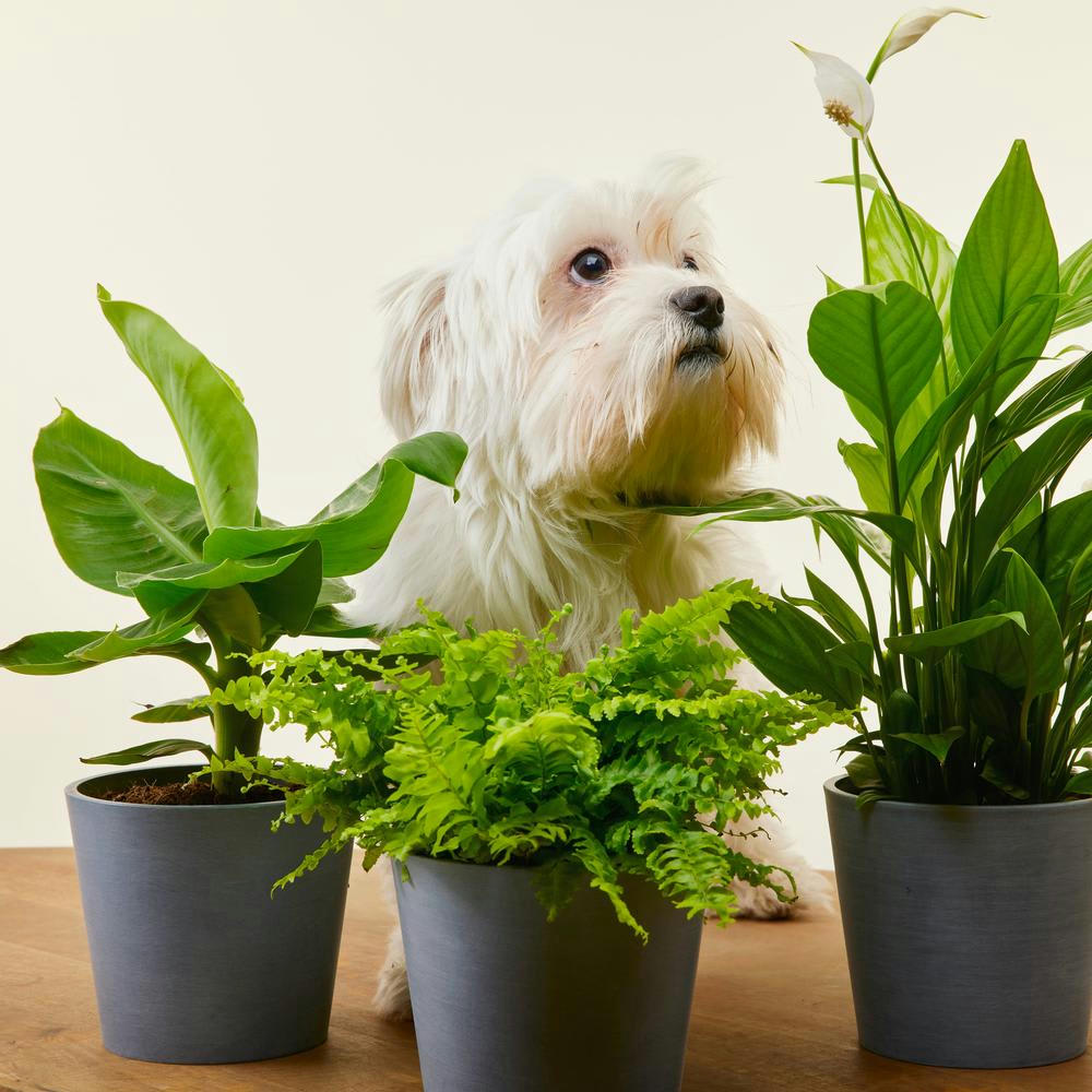 - Plante - Spathiphyllum, Bananier, Nephrolepis pot terra