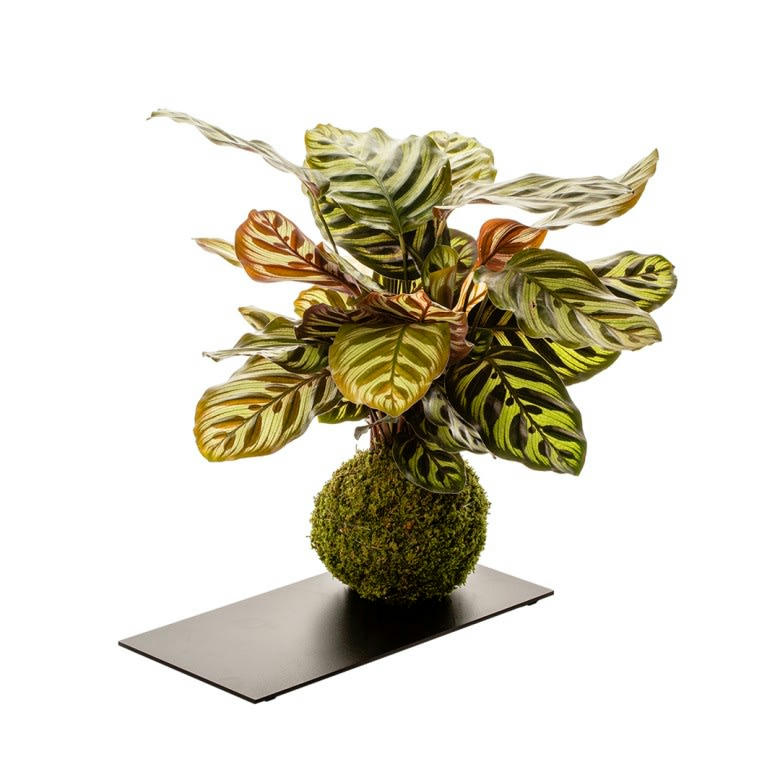 - Kokedama calathea et plateau métal