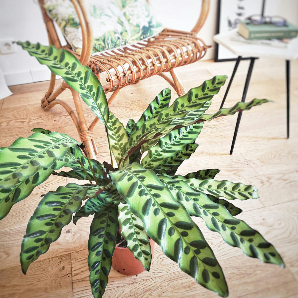 CALATHÉA - Plante d'intérieur calathéa lancifolia + cache-pot