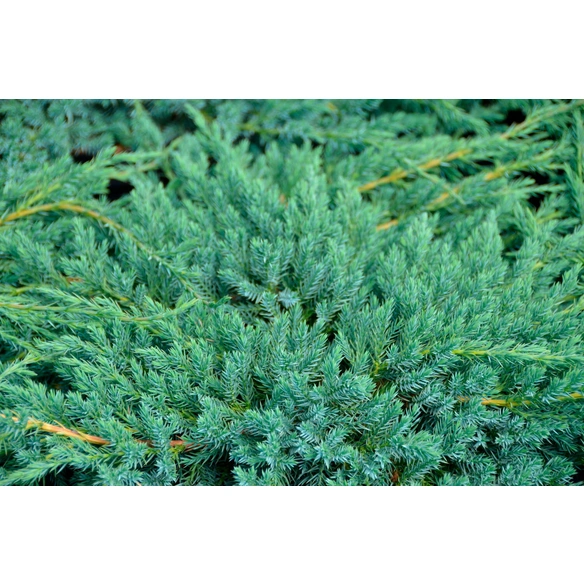Blauer Zwergwacholder, Juniperus squamata »Blue Carpet«, winterhart