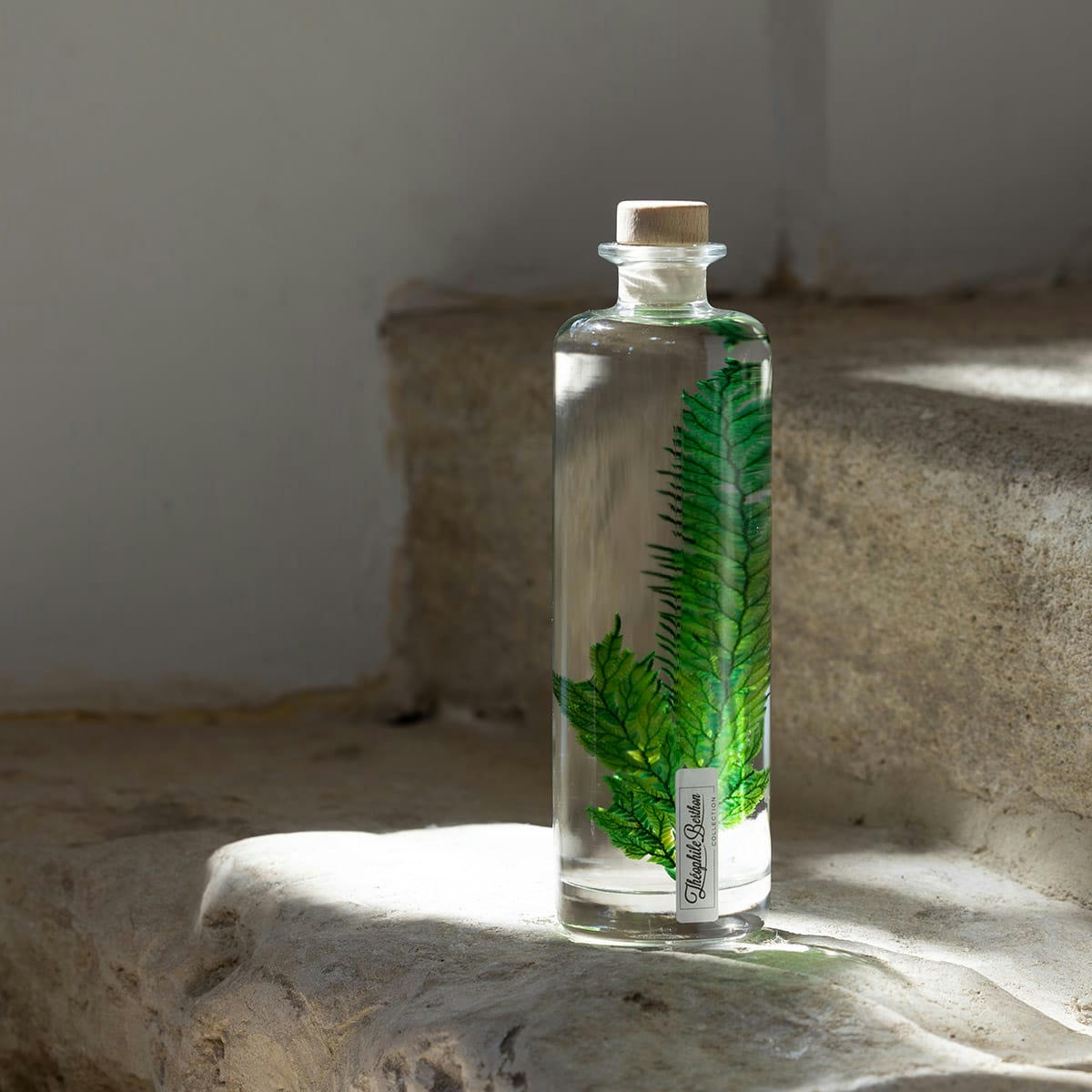 HERBARIUM DE THEOPHILE - Plante immergée Fougère Colombienne