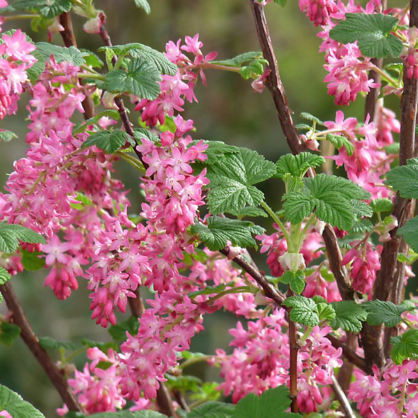 2 x Groseillier à fleurs - Ribes sanguineum 'King Edward Vii'- 50-60 cm pot