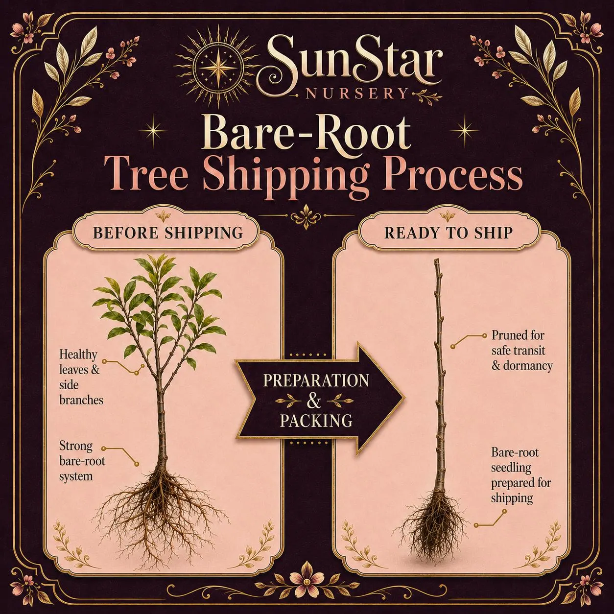 Rare Bordissot Negra Rimada BNR Fig Tree - Premium Grafted Bare Root Plant - Stunning Striped Specialty Fig for Home Orchard