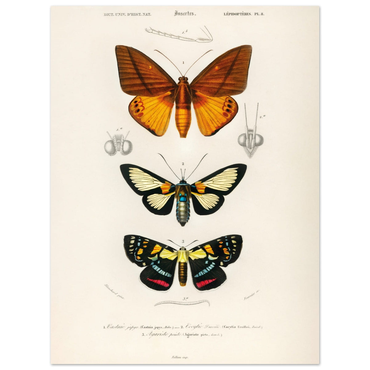 Artfulprints Poster Charles Dessalines d'Orbigny - Collection of moths  - 30x40 cm - Oranje