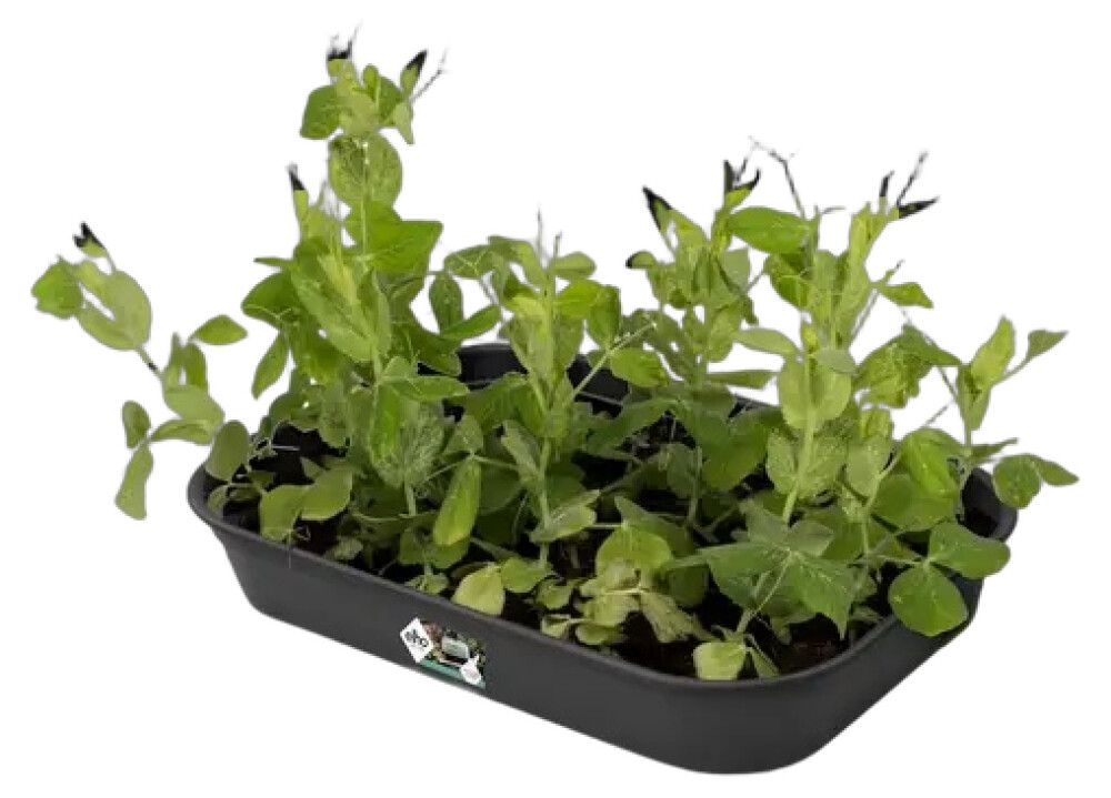 DYRKEBRETT ELHO GREEN BASICS GARDEN TRAY SVART MEDIUM