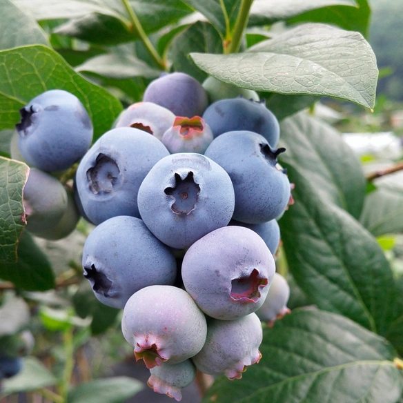 Heidelbeere, Vaccinium corymbosum, Denise Blue, H 30-40 cm