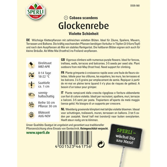 Glockenrebe »Violette Schönheit«, einjährig, reichblühende Kletterpflanze, Höhe 2-3 m