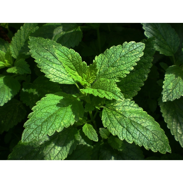 Zitronenmelisse, Melissa officinalis, aktuelle Pflanzenhöhe ca.: 30 cm, im Topf