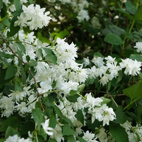 2 x Seringat de Perse 'Bouquet Blanc' - Philadelphus 'Bouquet Blanc'- 50-60 cm pot