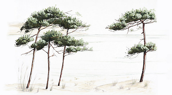 Papier peint panoramique Pins du bassin, Vert de gris 375 x 250cm