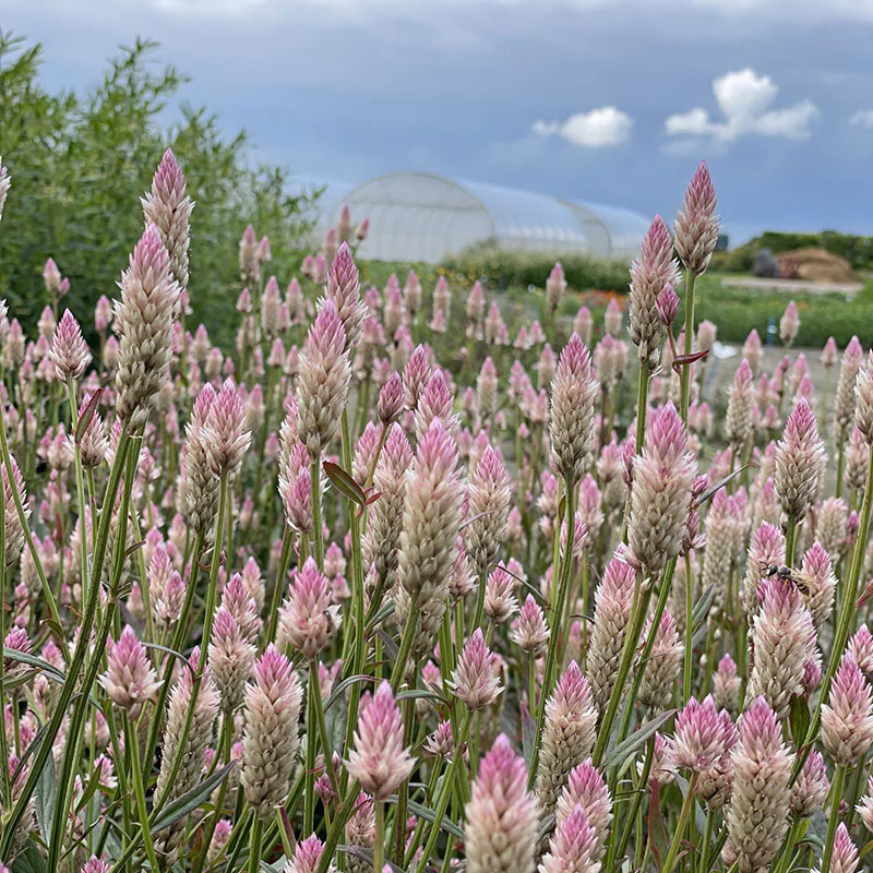 Axamarant 'Xantippe'