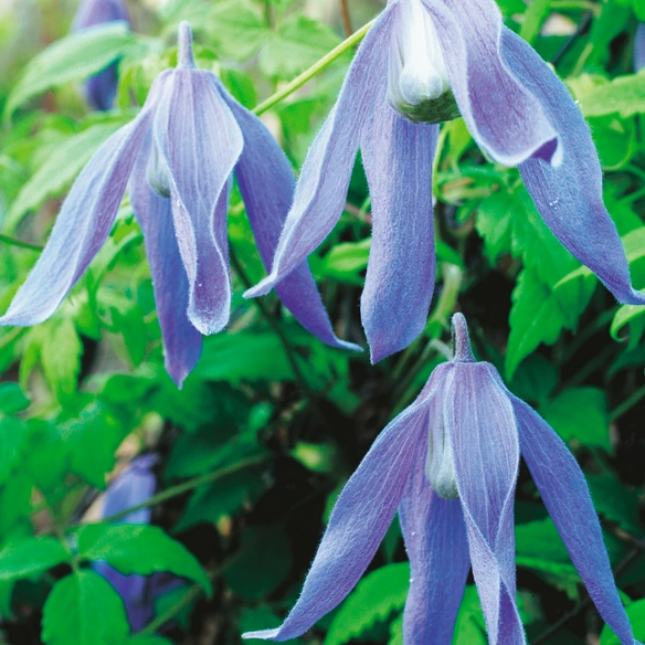 Alpenwaldrebe, Clematis alpina »Frances Rivis«, Blüte: hellblau