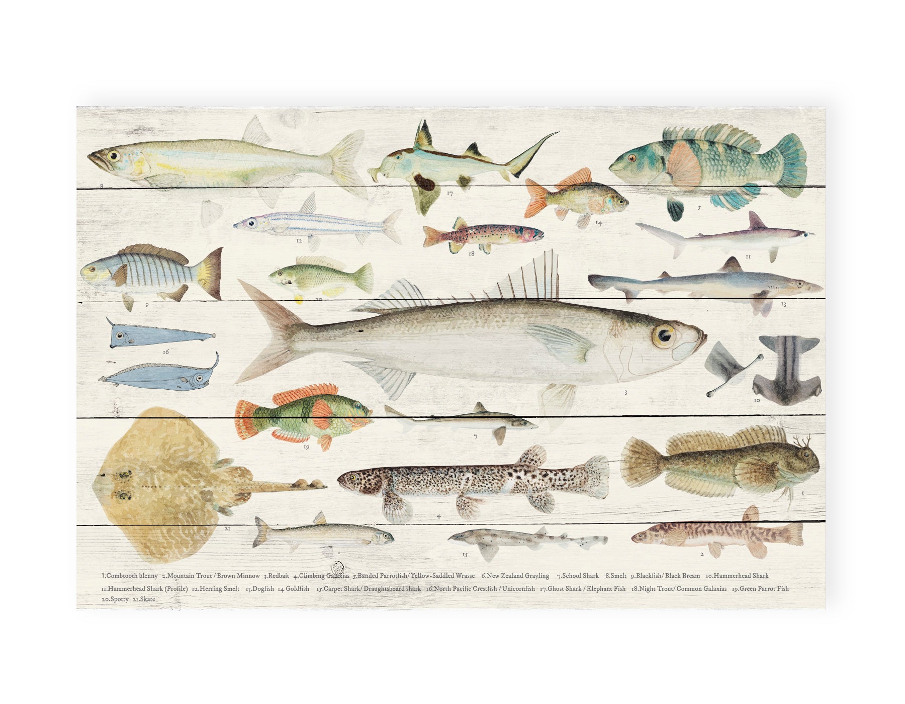 Really Nice Things - Paneel - 60x40 cm - Fishes
