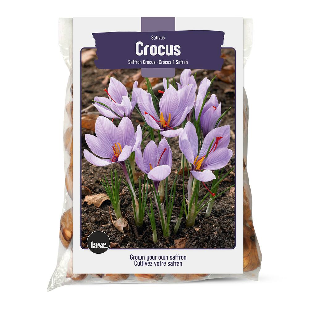 Bulbs Are Easy Saffron Crocus Bulb, For Your Home Garden