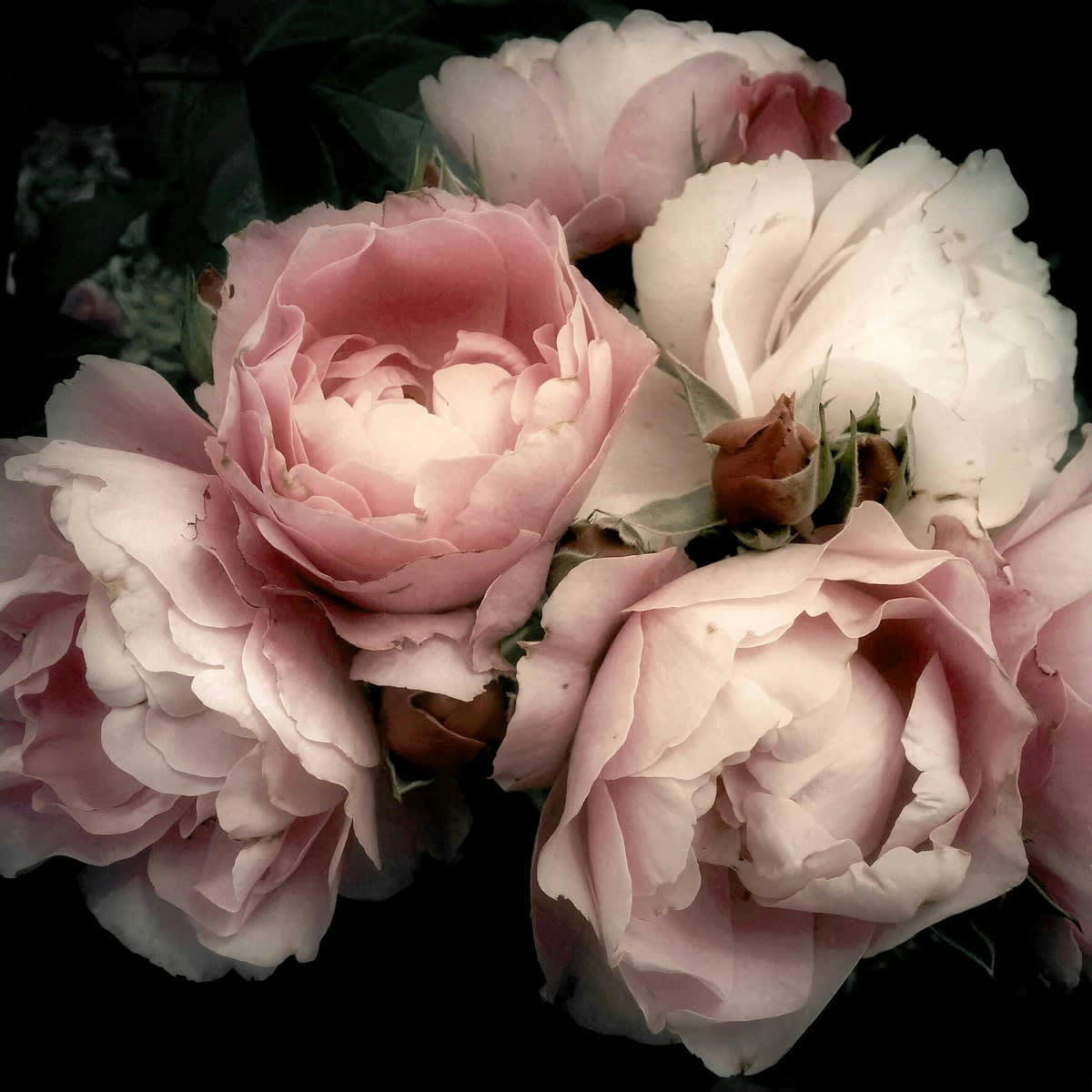 FLEUR - Tableau sur toile fleur romantique 90x90cm