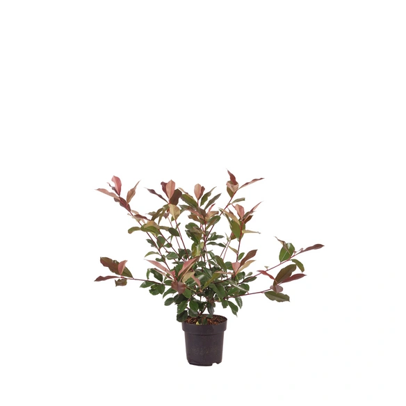 Glanzmispel, Photinia fraseri, Red Robin