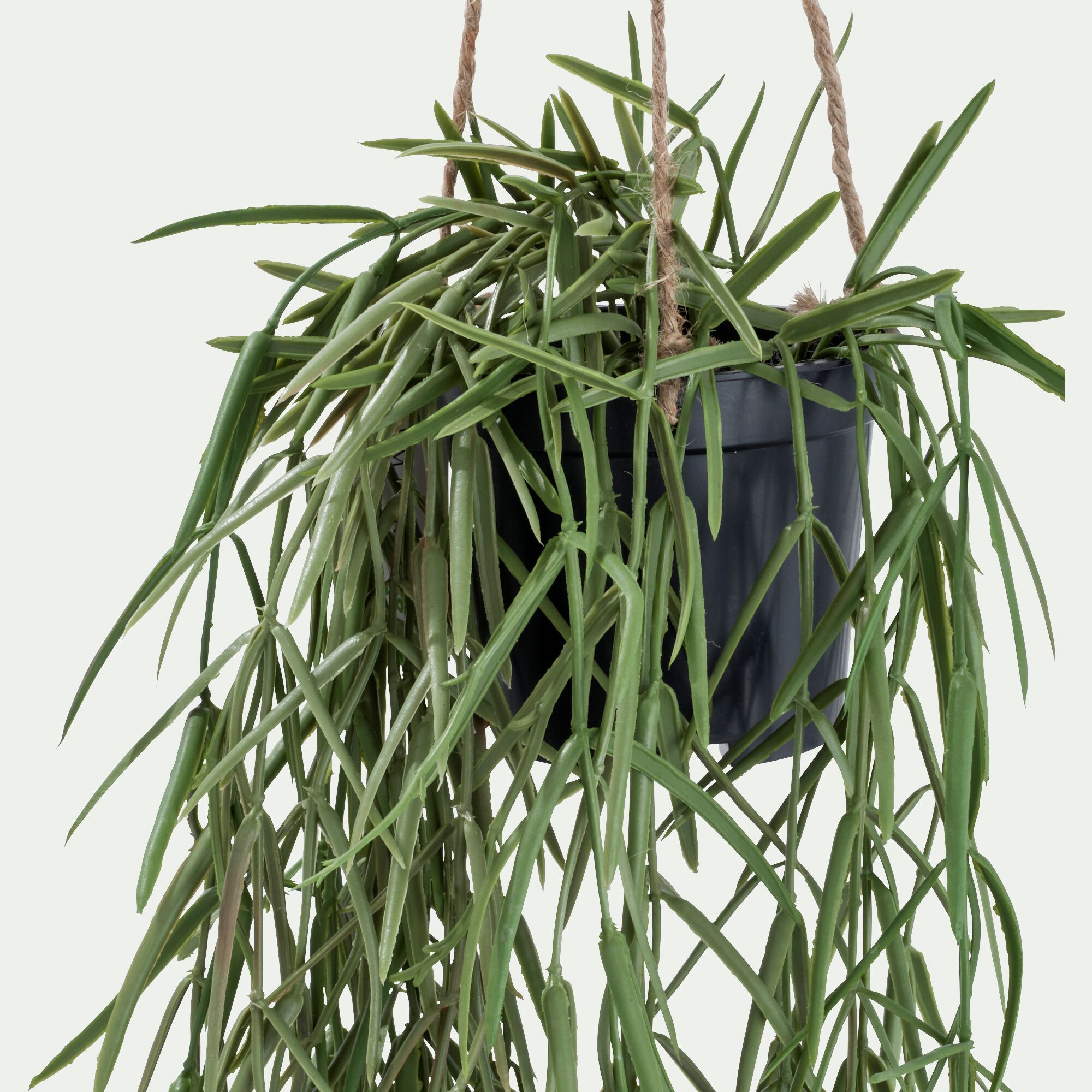 BERILLO - Hoya artificiel H80cm - vert