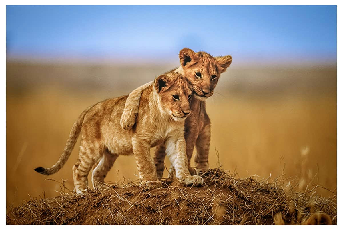 - Affiche animaux brothers for the life sans cadre 60x40cm