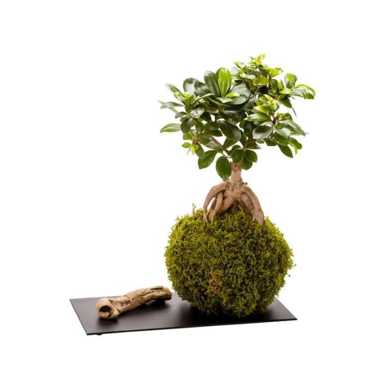 - Kokedama ginseng et plateau métal