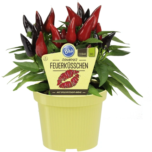 Saisonpflanze, Paprika Feuerküsschen Chili-Pepper, Blu Bio scharf, mit Früchten T 12