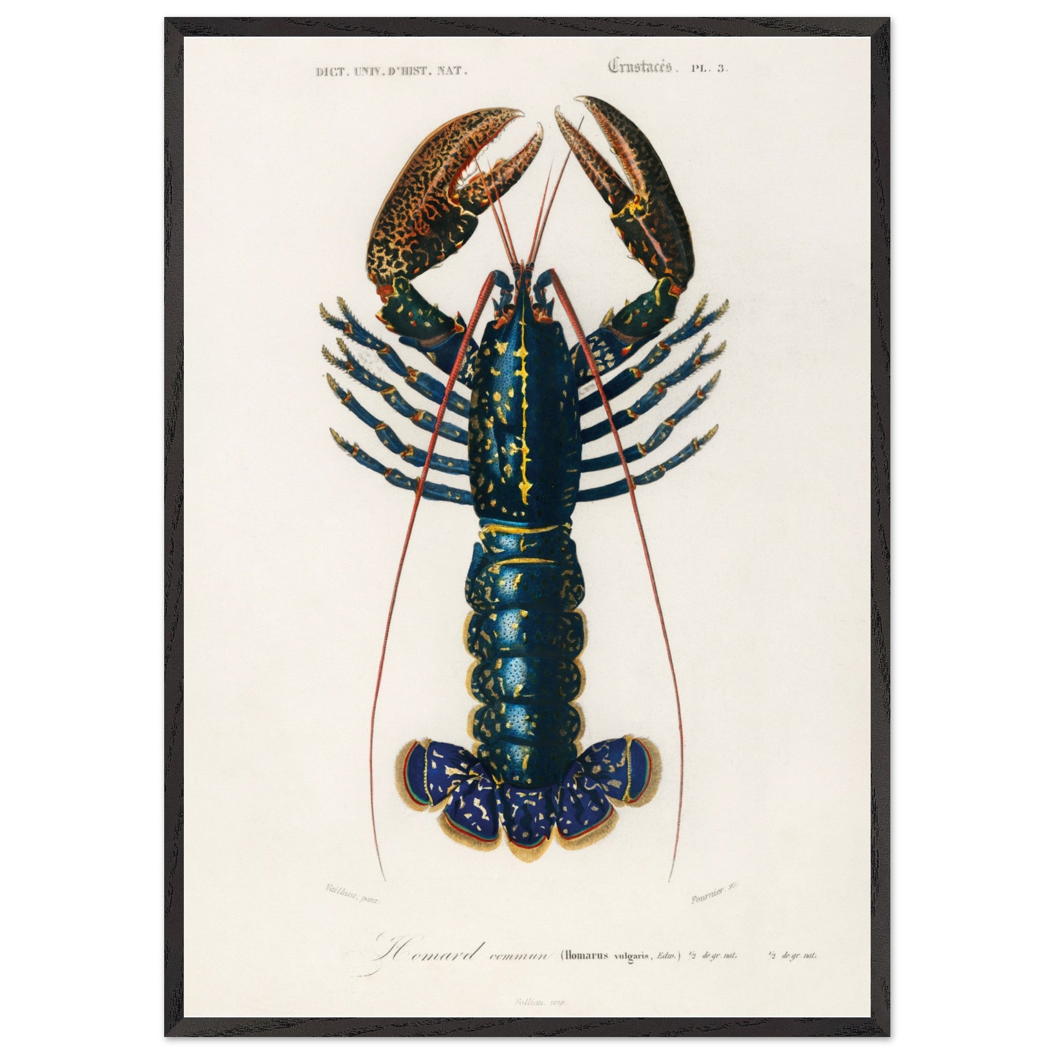 Artfulprints Poster met Lijst Charles Dessalines d'Orbigny - Crimson crawfish (palemon ornatum)  - 70x100 cm - Blauw